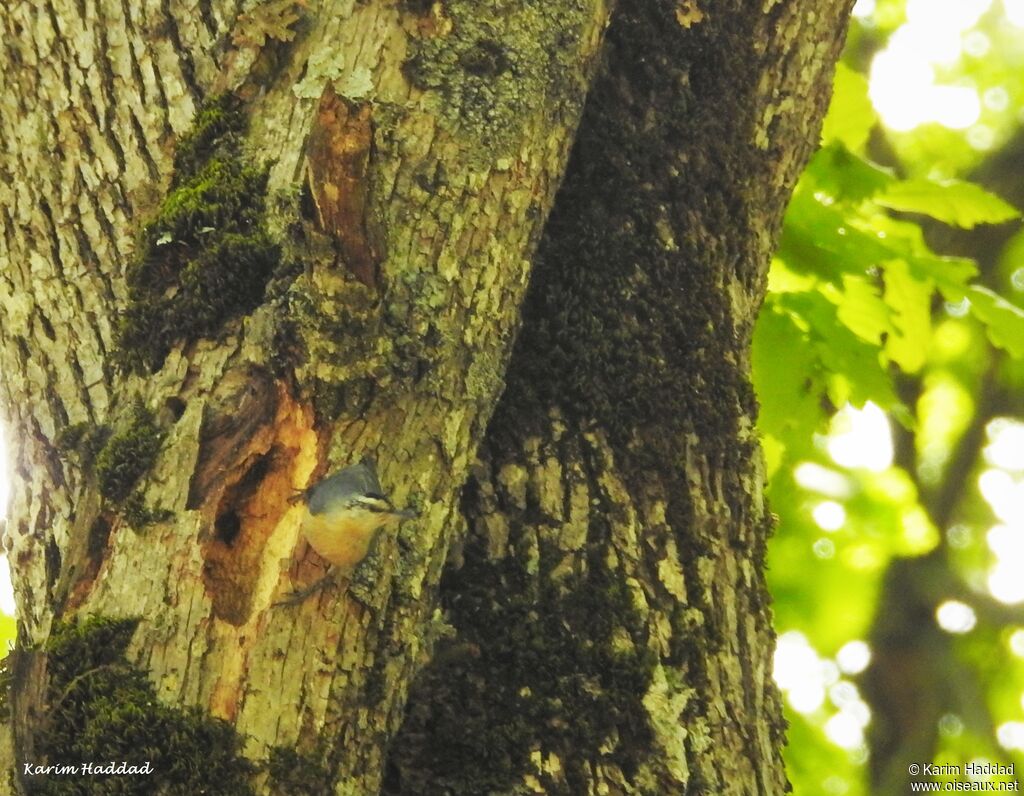 Algerian Nuthatch