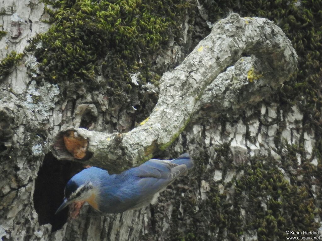 Algerian Nuthatch