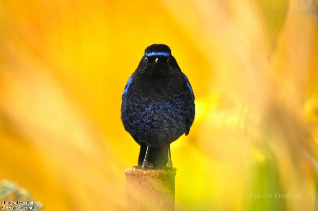 Malabar Whistling Thrush