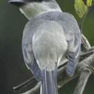 Minivet cendré
