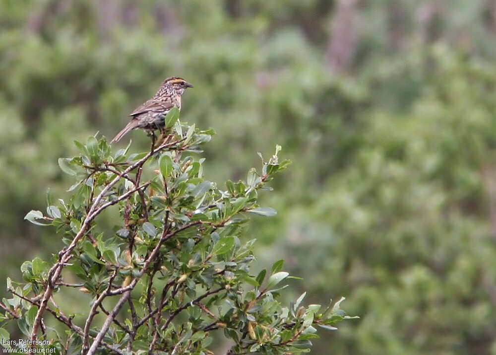 Rufous-breasted Accentoradult, habitat, Behaviour
