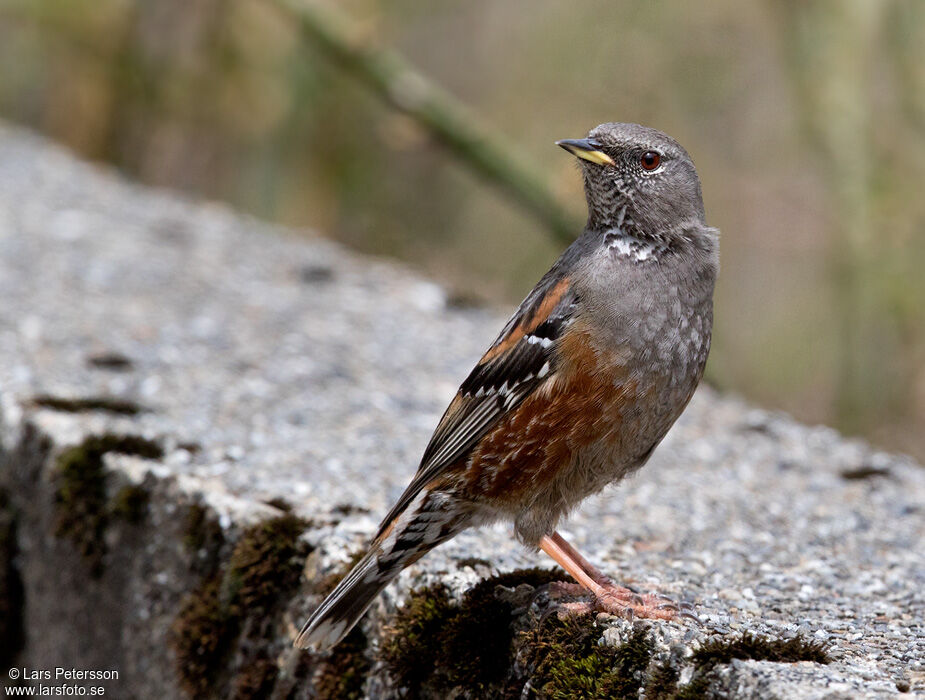 Alpine Accentor