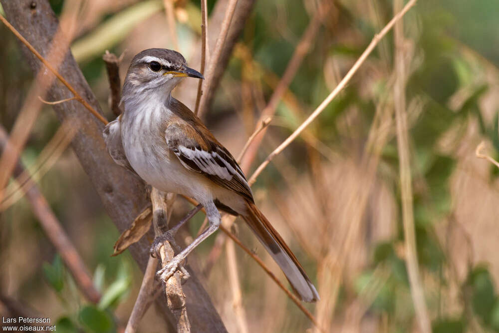 Agrobate à dos rouxadulte, identification