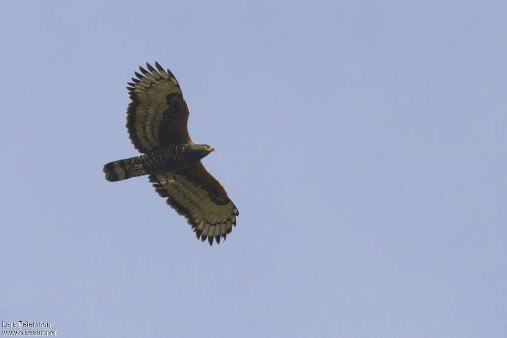Aigle couronnéadulte, Vol