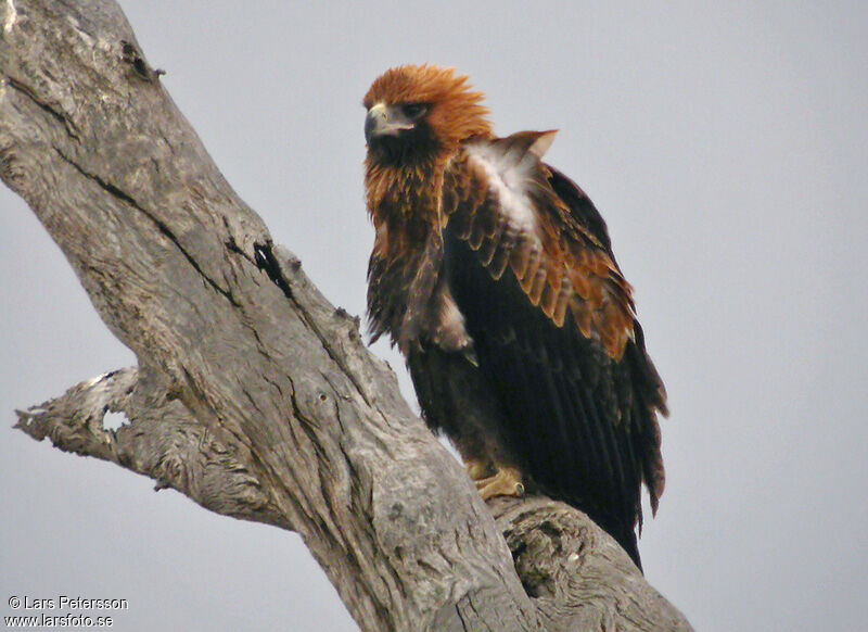 Aigle d'Australie