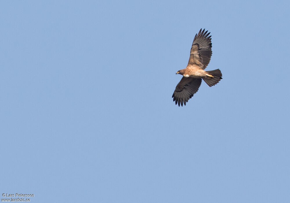 Aigle de Bonelli