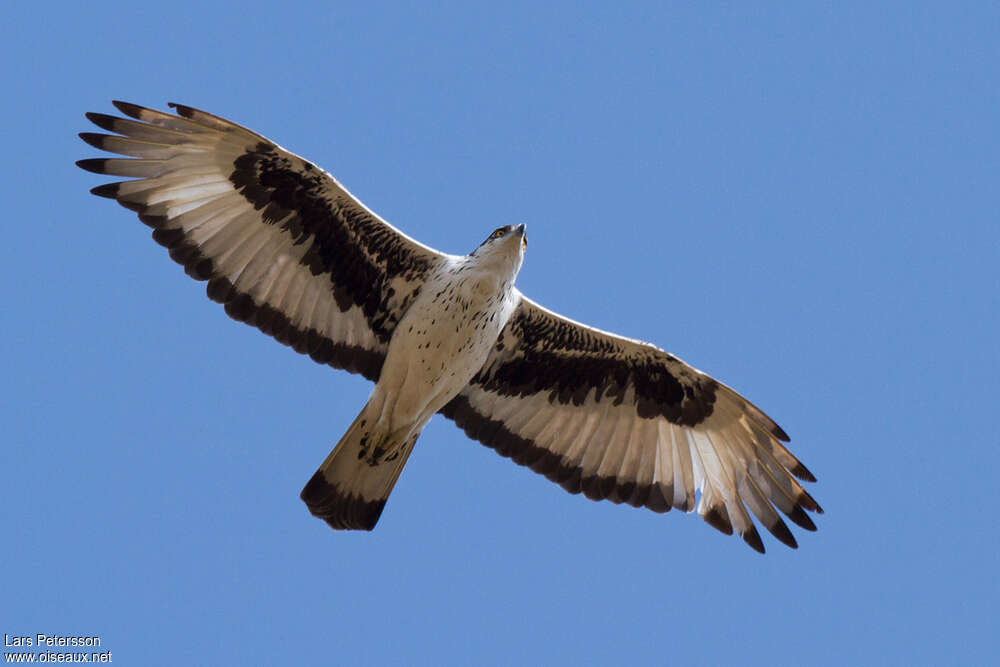 Aigle fasciéadulte, Vol