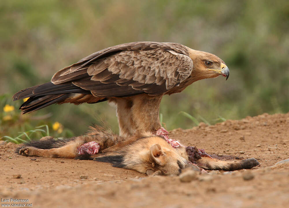 Aigle ravisseuradulte, régime, mange