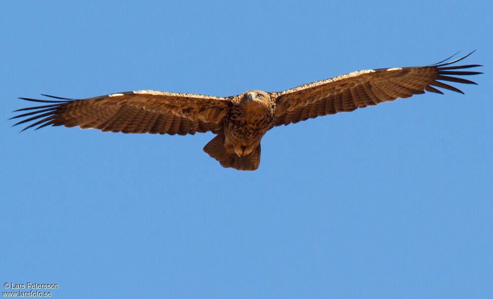 Aigle ravisseur