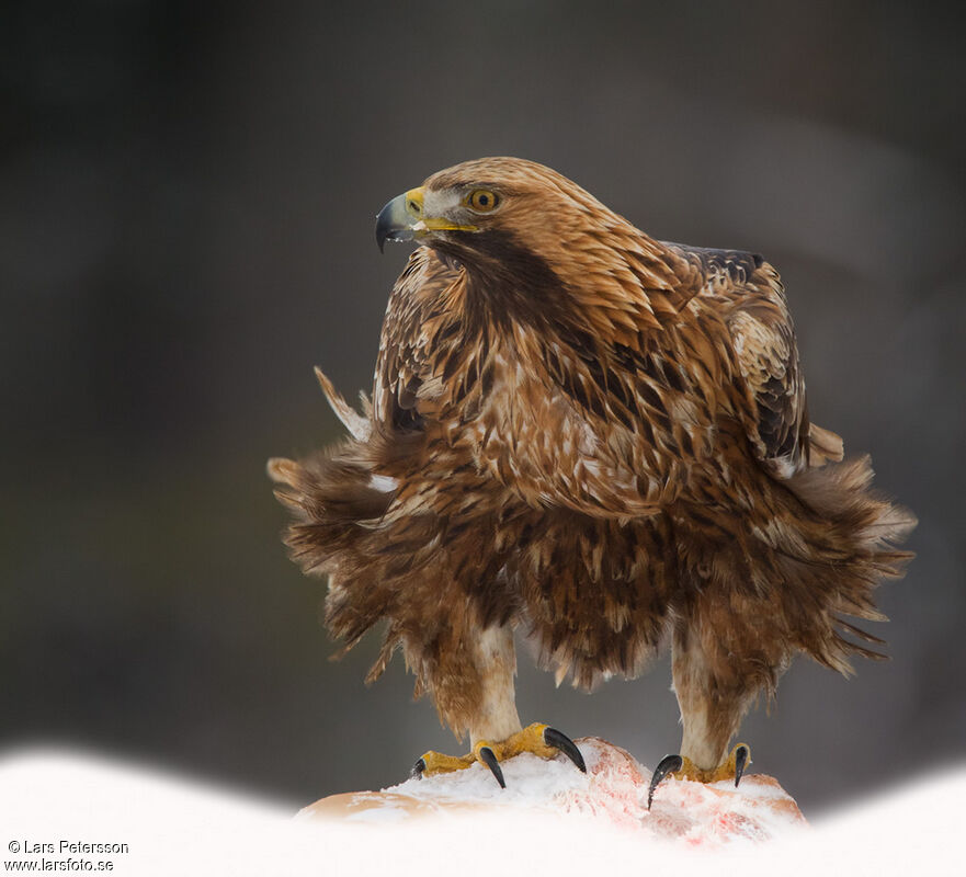 Aigle royal