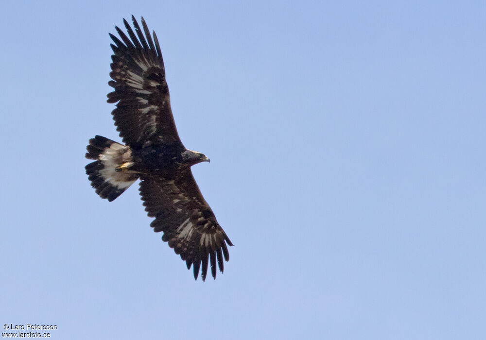 Aigle royal