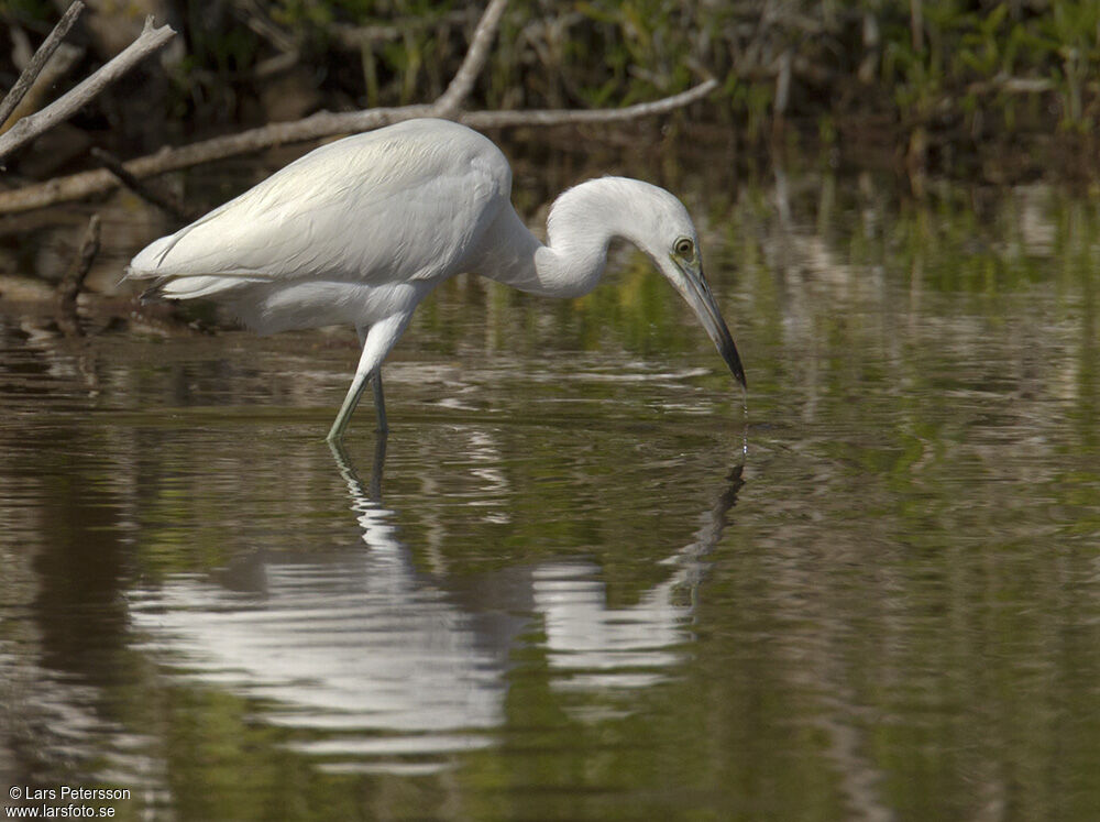 Aigrette bleue