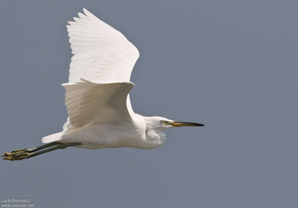 Aigrette de Chineadulte internuptial, Vol
