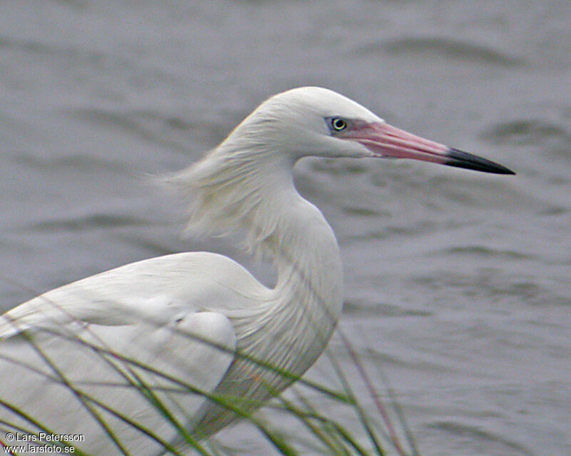 Aigrette roussâtre