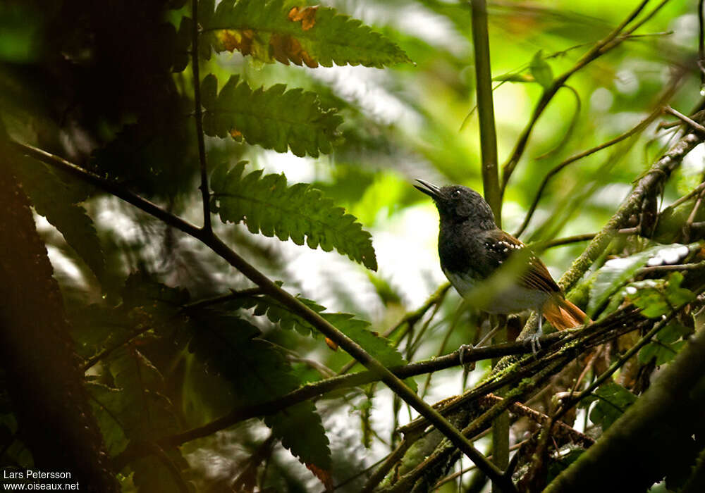 Alapi rougequeue mâle adulte, habitat, pigmentation, chant