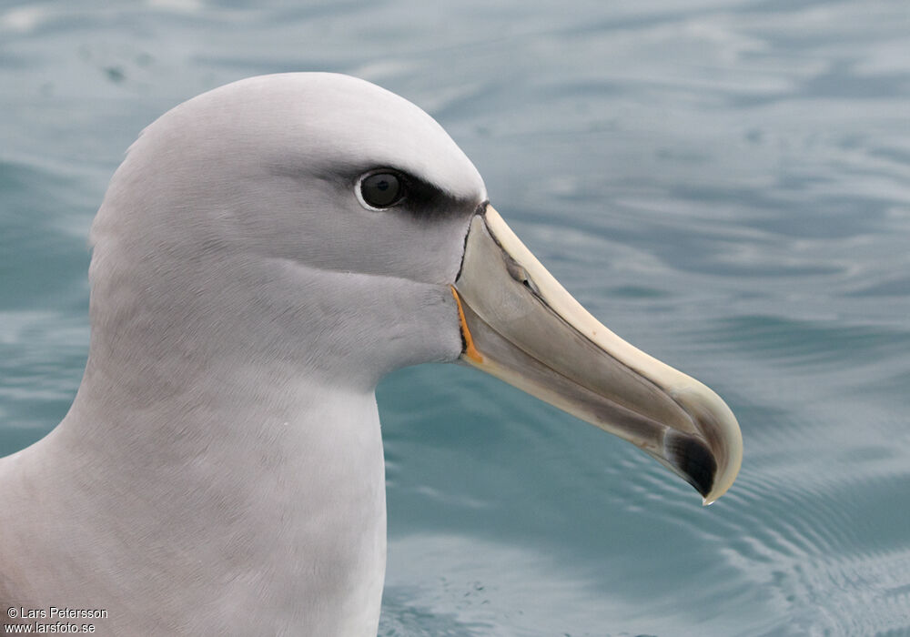Albatros de Salvin