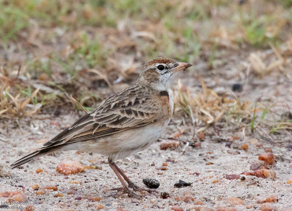 Red-capped Larkadult, identification