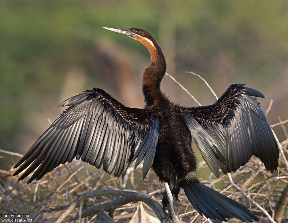 Anhinga d'Afriqueadulte, composition, pigmentation