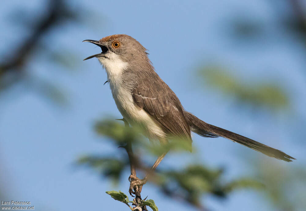 Apalis à front rouxadulte, pigmentation, chant