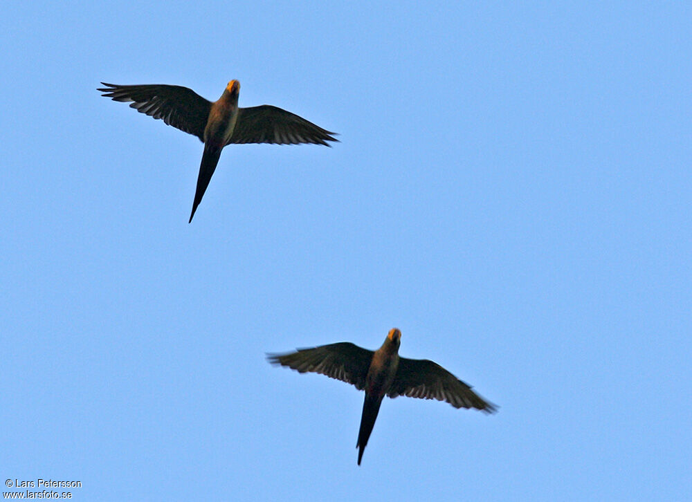 Red-bellied Macaw