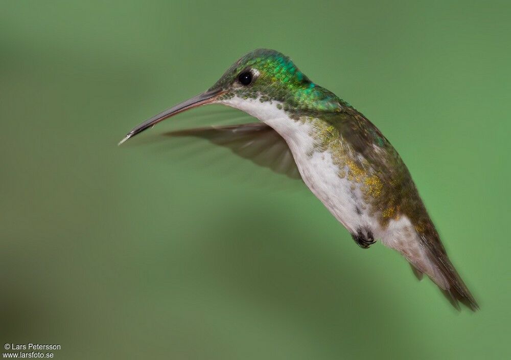 Andean Emerald
