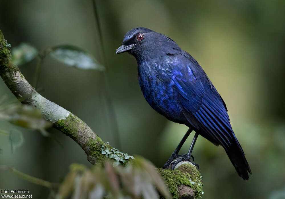Taiwan Whistling Thrushadult, identification