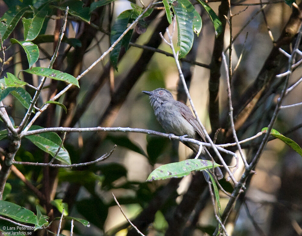 Greyish Mourner