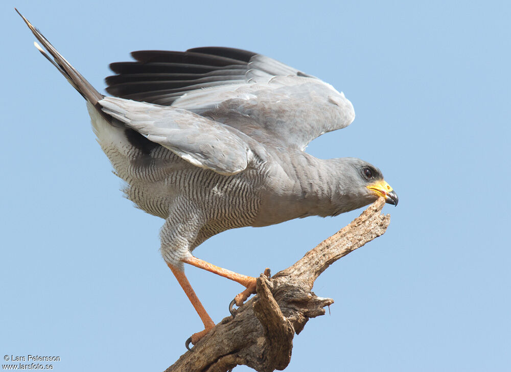 Autour à ailes grises