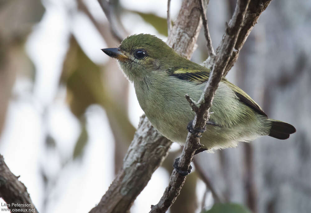 Barbion vertadulte, identification