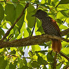 Batara mantelé