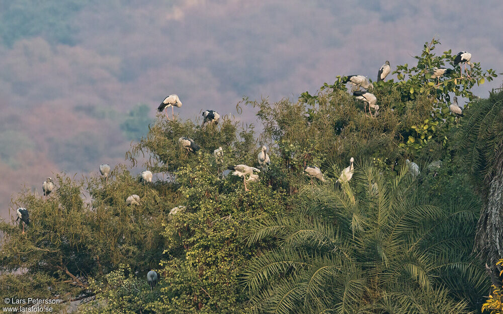 Asian Openbill