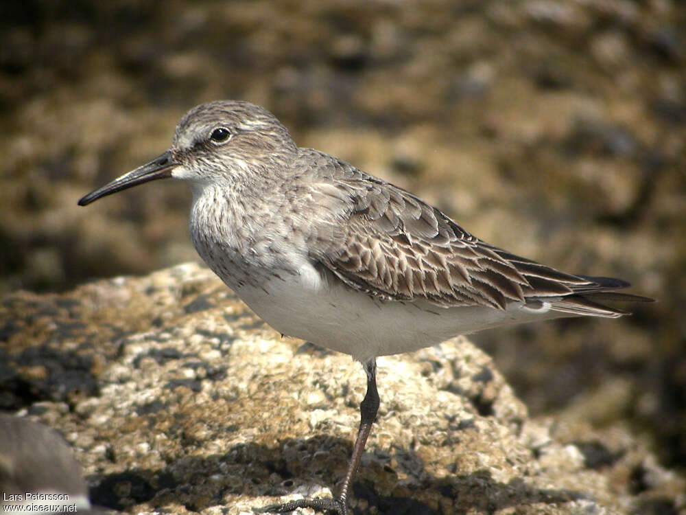 White-rumped Sandpiperadult post breeding, identification