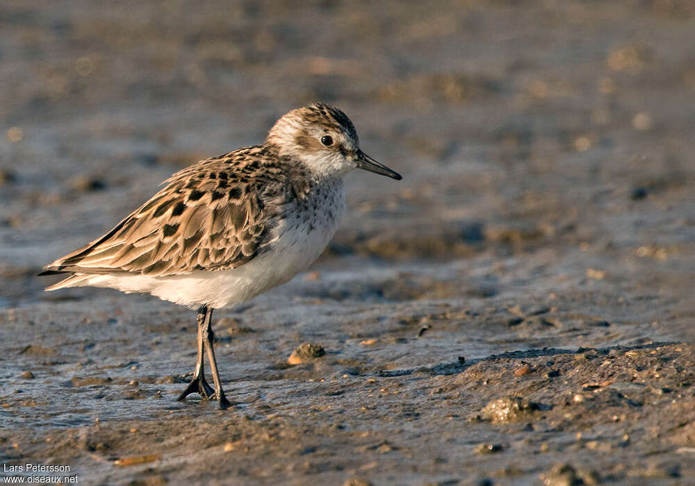 Semipalmated Sandpiperadult breeding, identification
