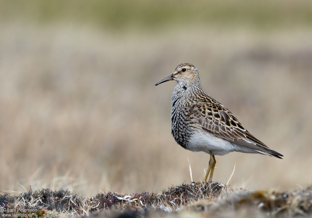 Pectoral Sandpiper