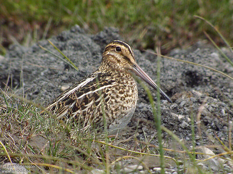 Magellanic Snipe