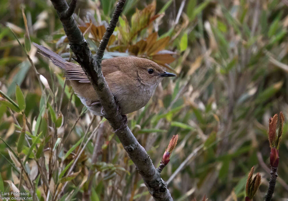 Taiwan Bush Warbler