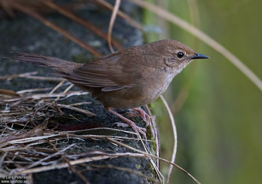 Bouscarle de Taïwan