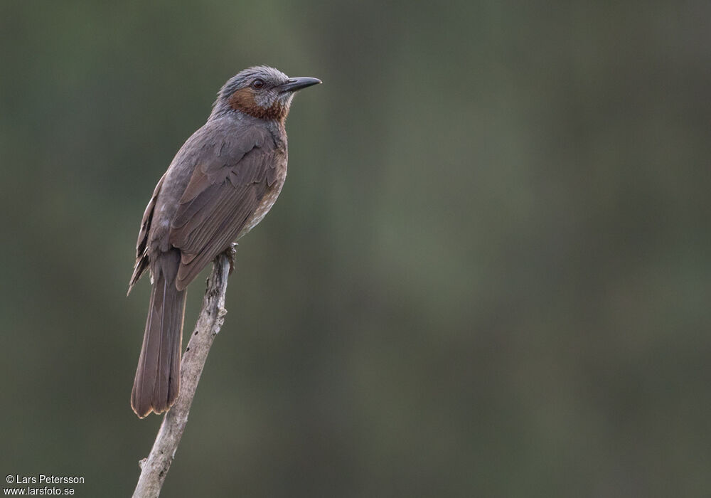Bulbul à oreillons bruns