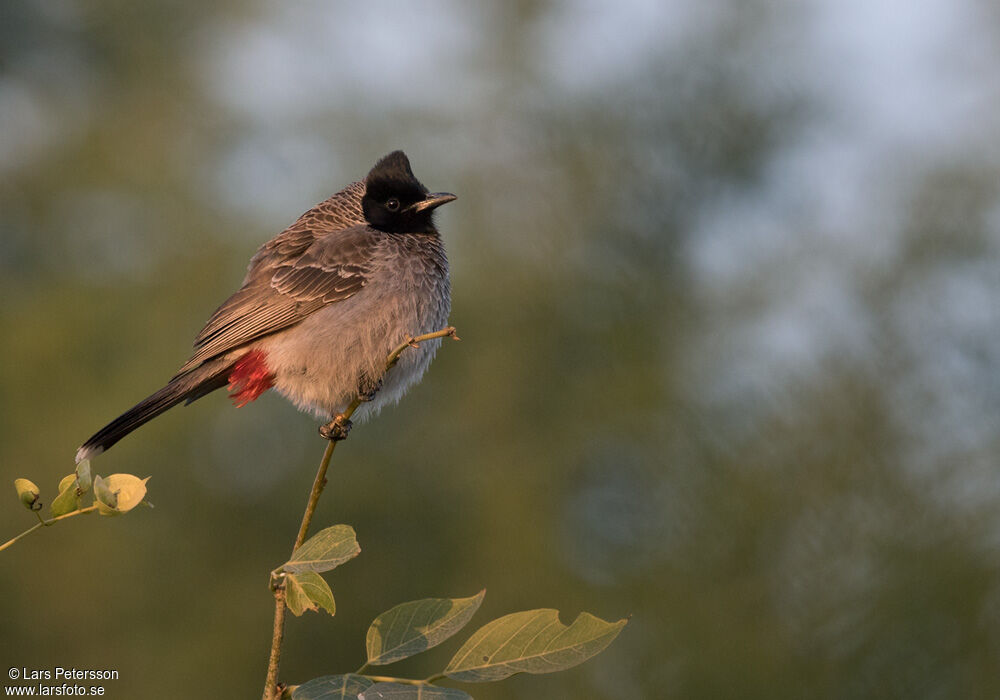 Red-vented Bulbul