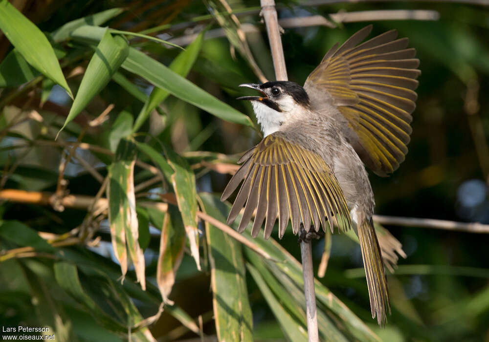 Styan's Bulbul