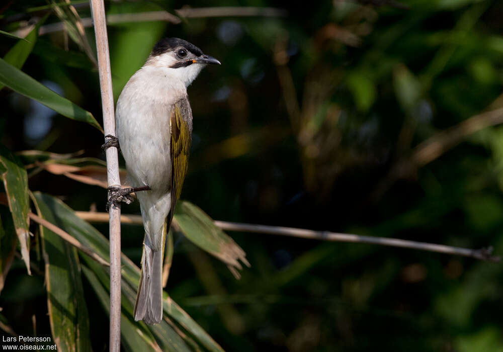 Styan's Bulbul