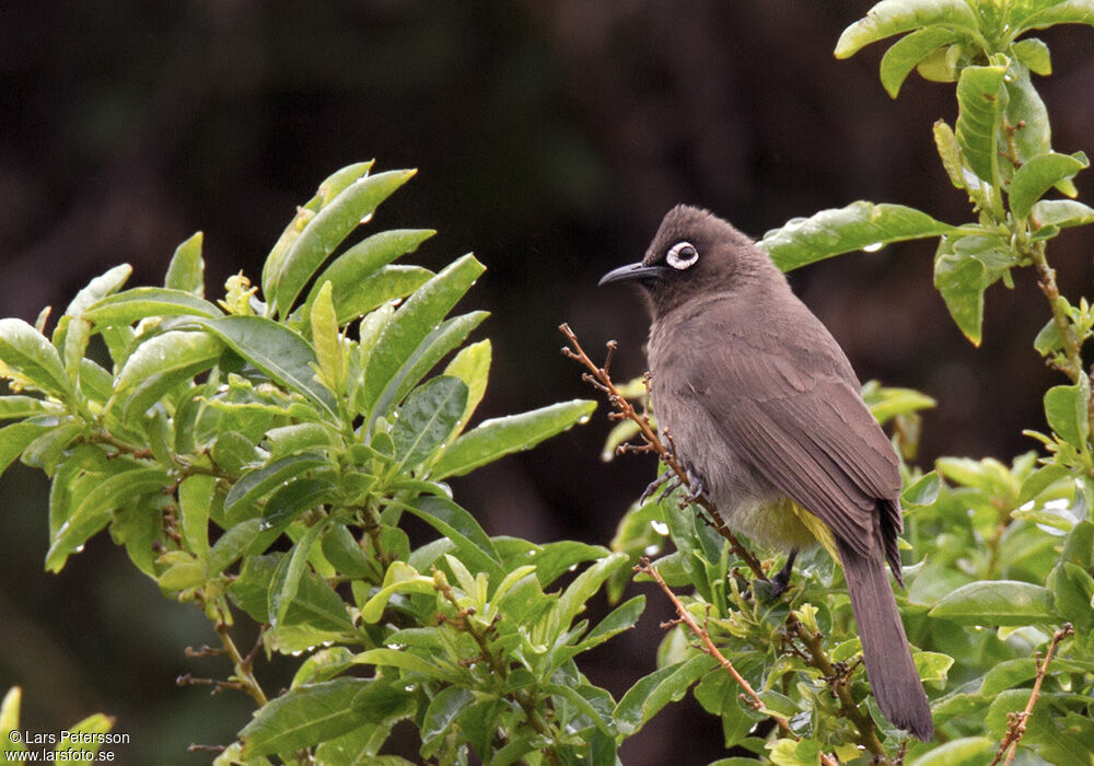 Cape Bulbul