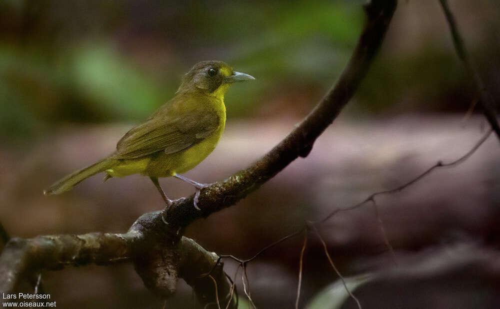 Bulbul jaunelore