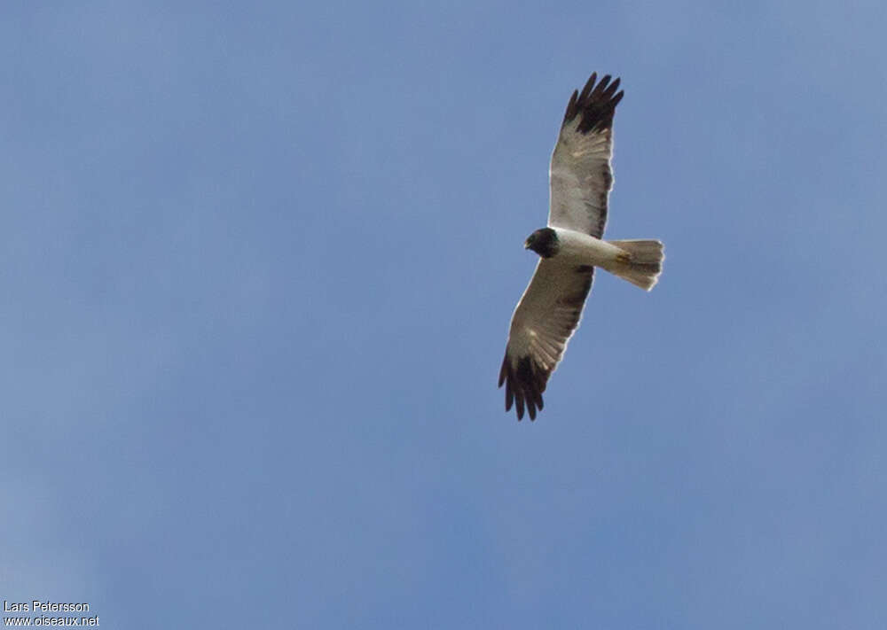 Papuan Harrier