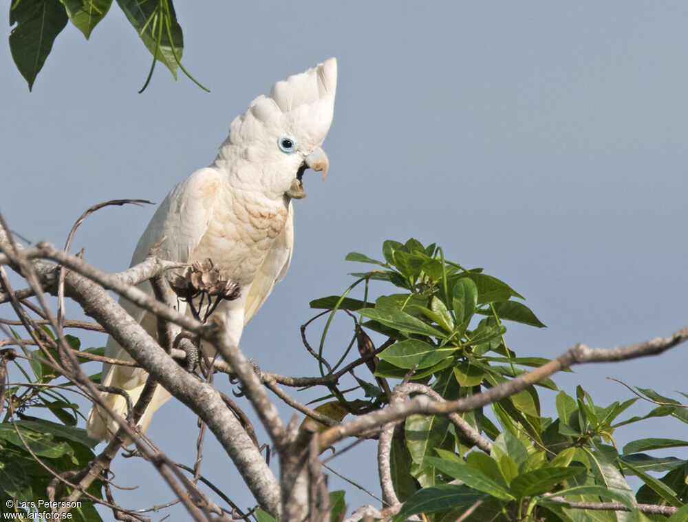 Solomons Corella