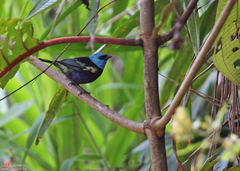 Blue-necked Tanageradult, habitat, pigmentation