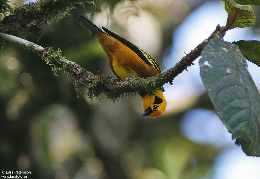 Golden Tanager