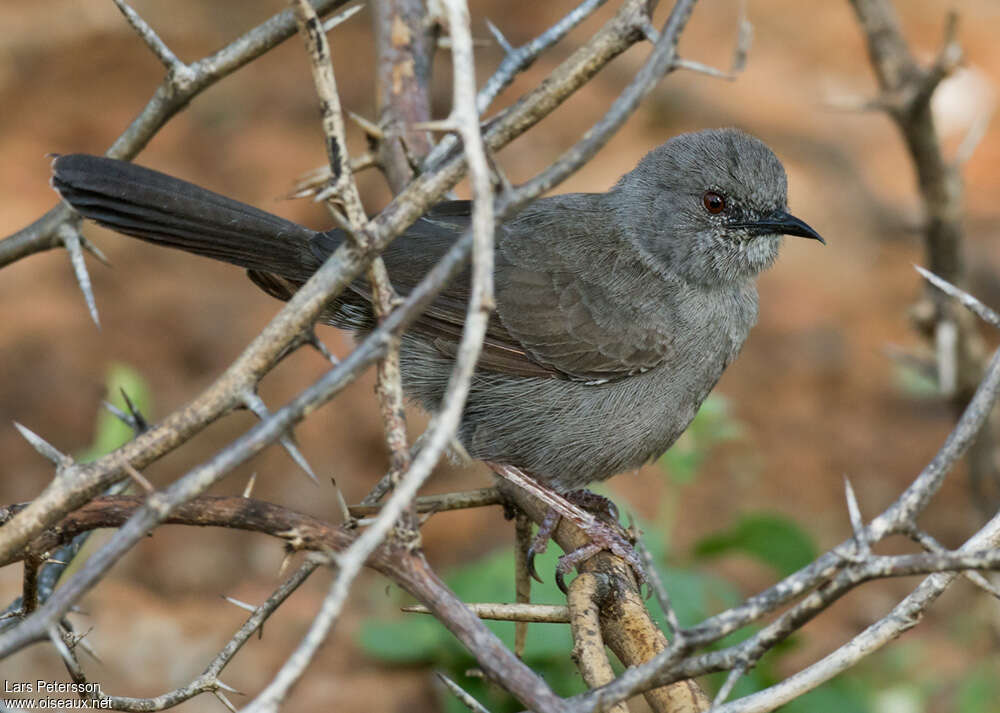 Camaroptère modesteadulte, identification