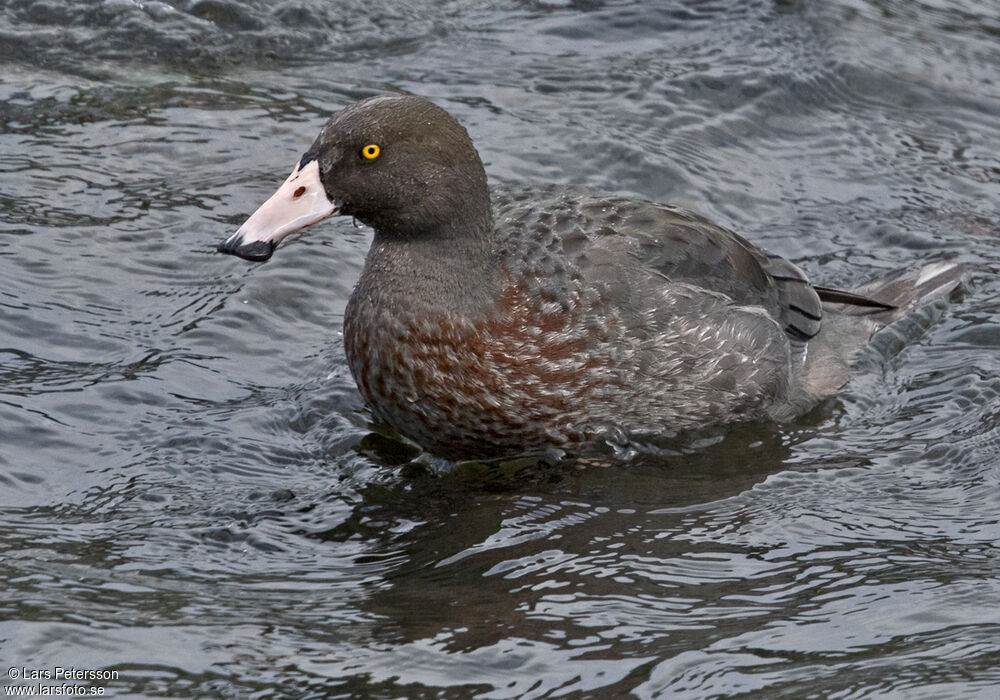 Canard bleu