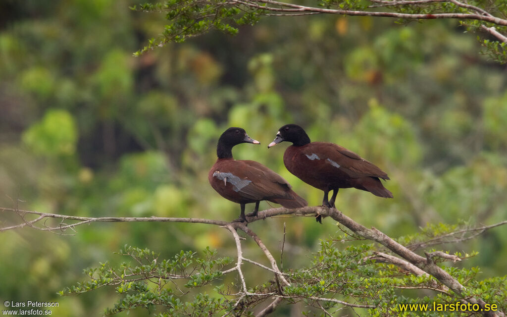 Canard de Hartlaub